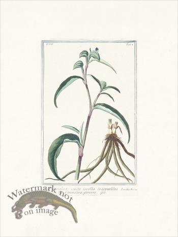 Bonelli 602 whitemouth dayflower